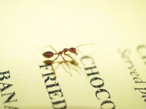 Hormiga sobre un menú © stock.xchng